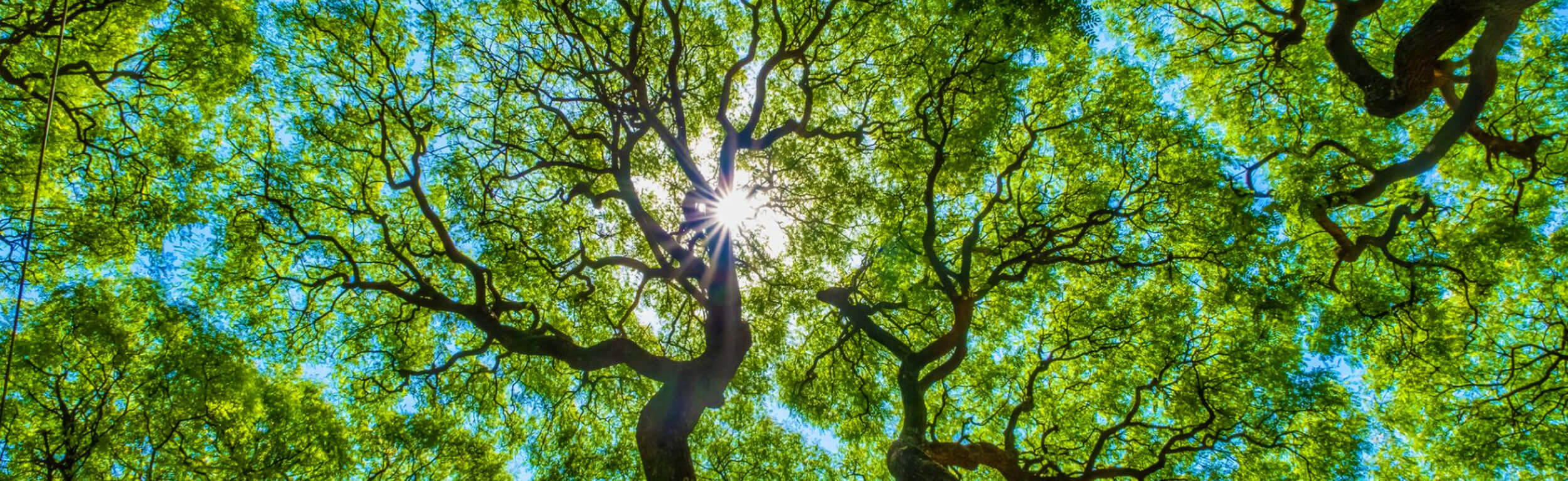 A view from the forest floor looking up to the tree lined canopy