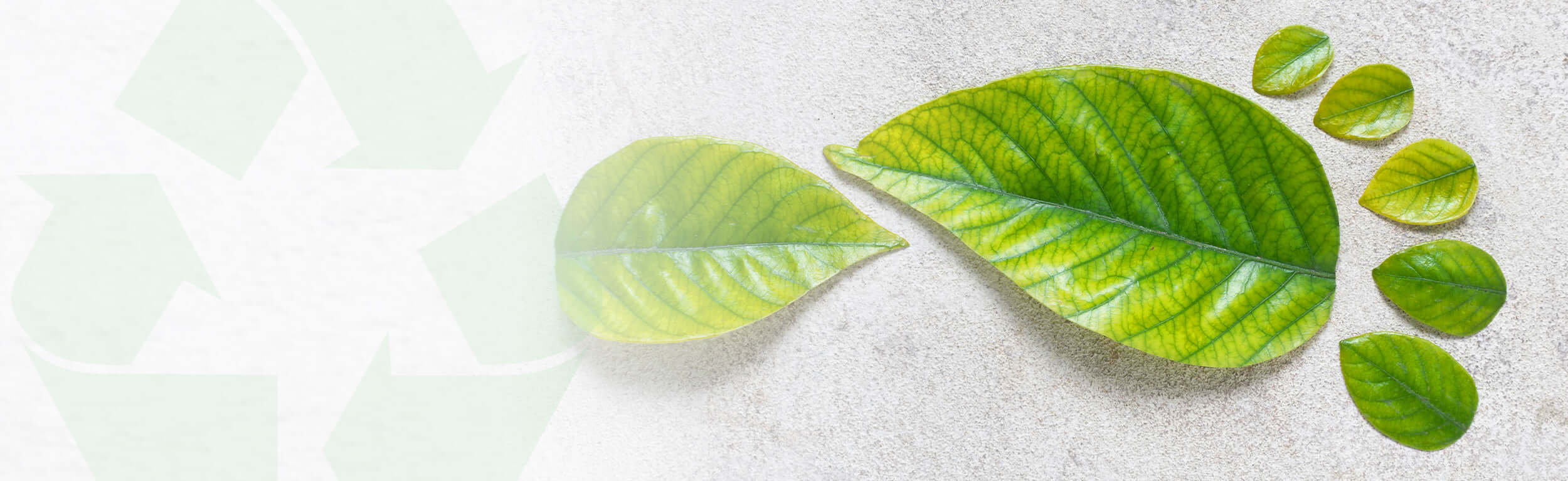 A footprint shape made out of green leaves