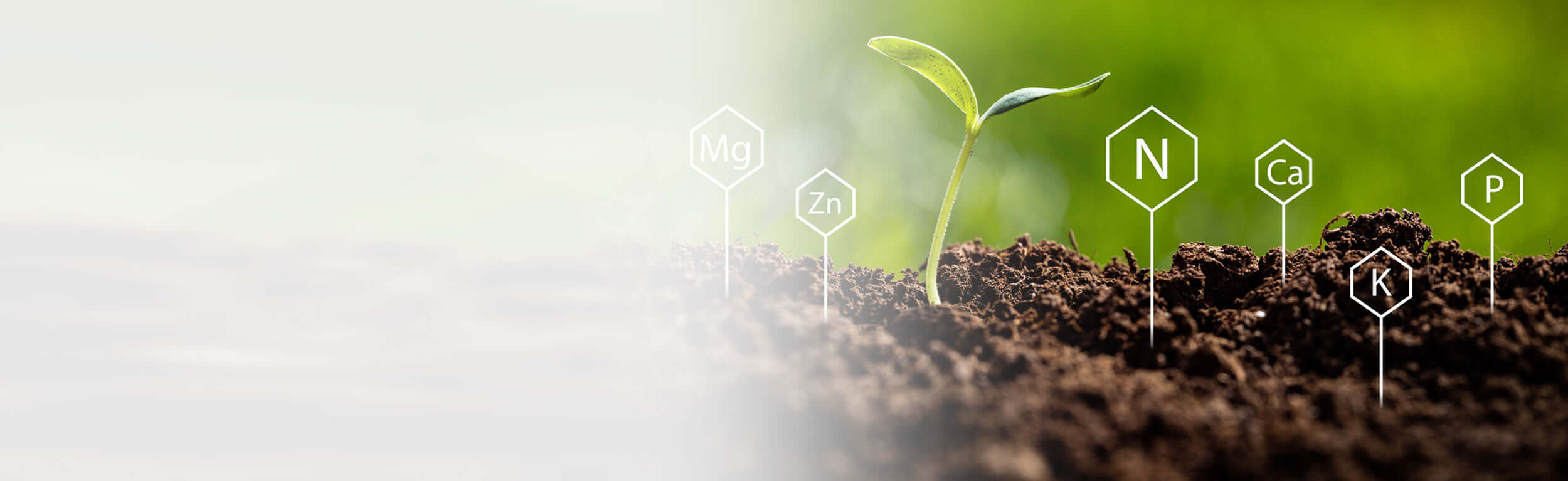 A seedling sprouting from the earth with chemical symbols for minerals