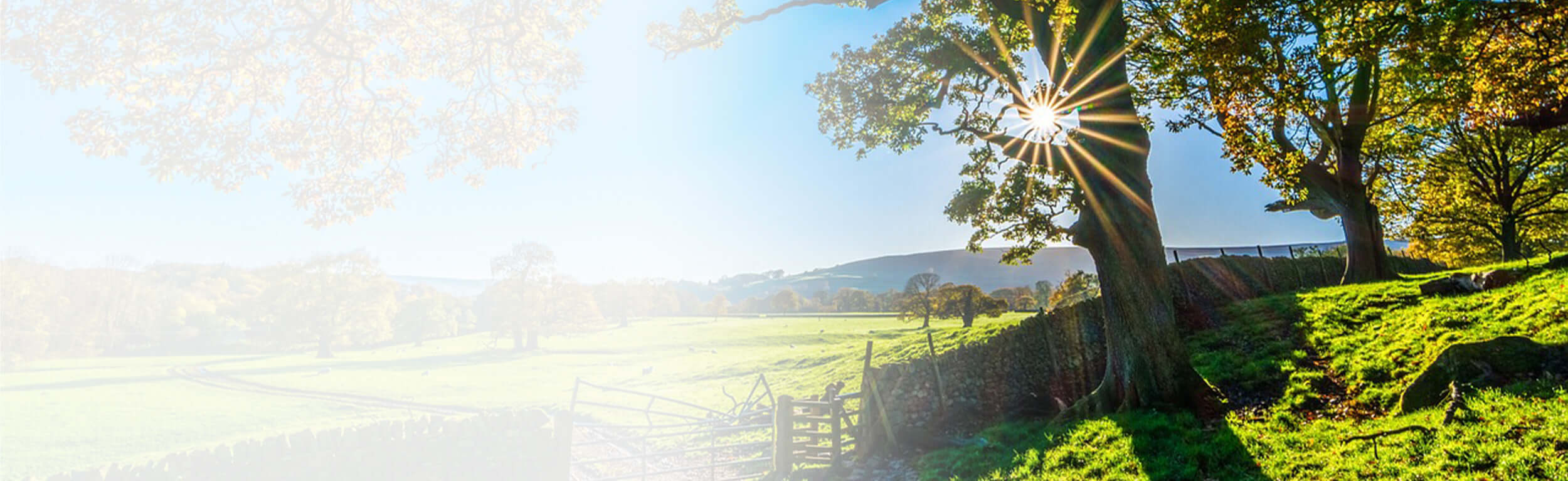 A beautiful sun-bathed field surrounded by trees