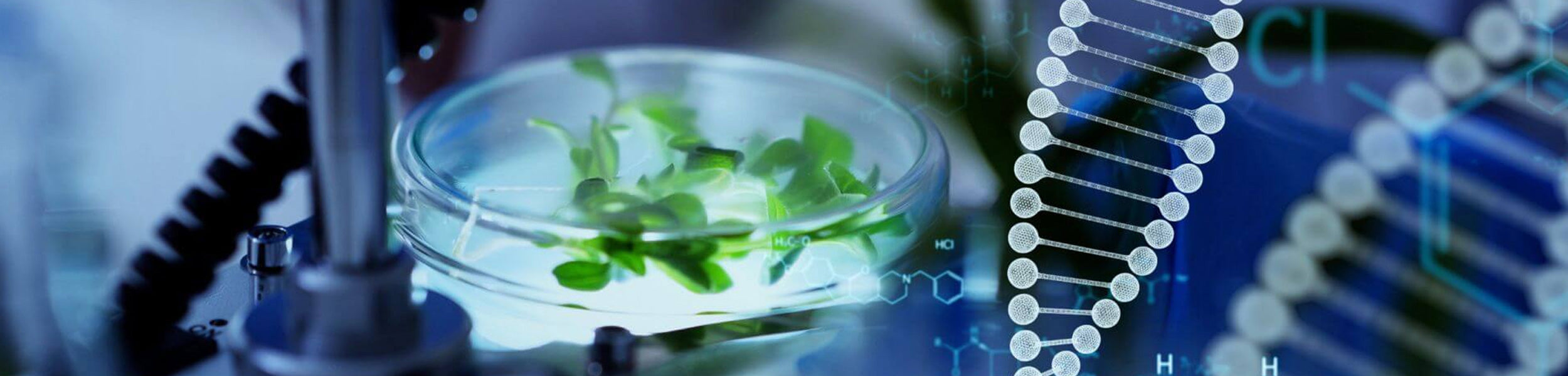 A plant in a petri dish being examined under a microscope