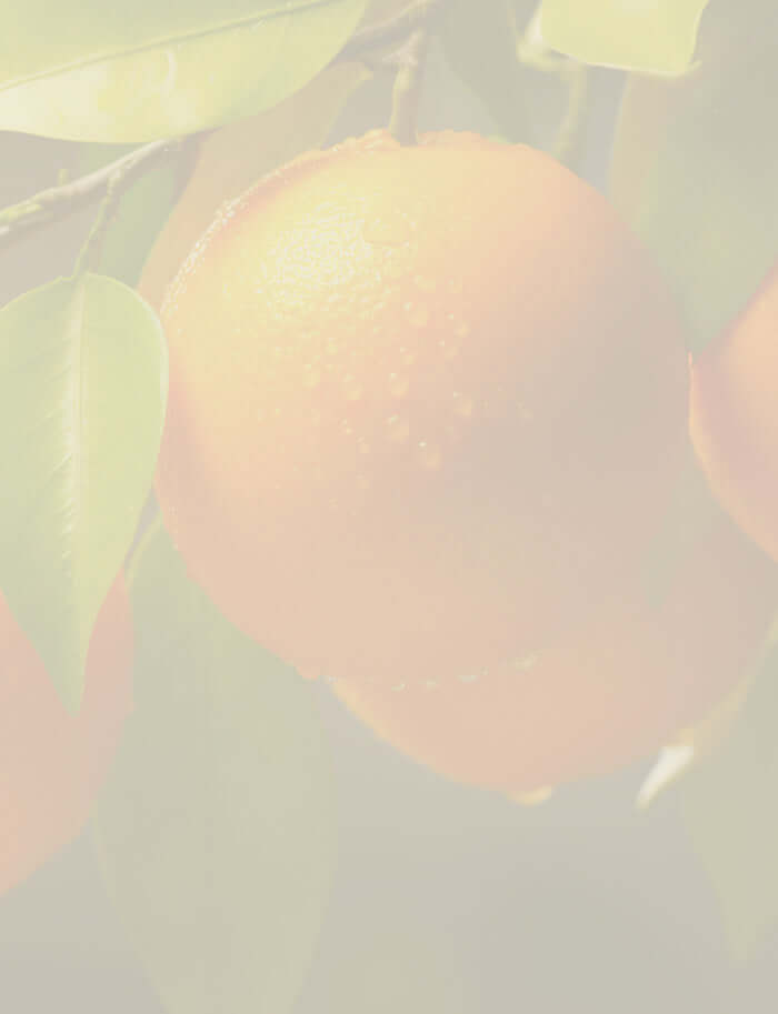 Close-up of ripe bitter oranges with water droplets, highlighting the fruit’s vibrant colour and natural texture.