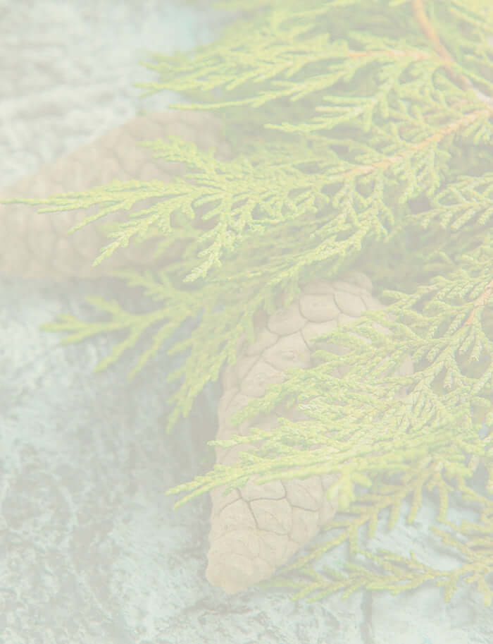 Close-up of cypress foliage and pine cones, highlighting the rich green texture used for Cypress essential oil extraction.