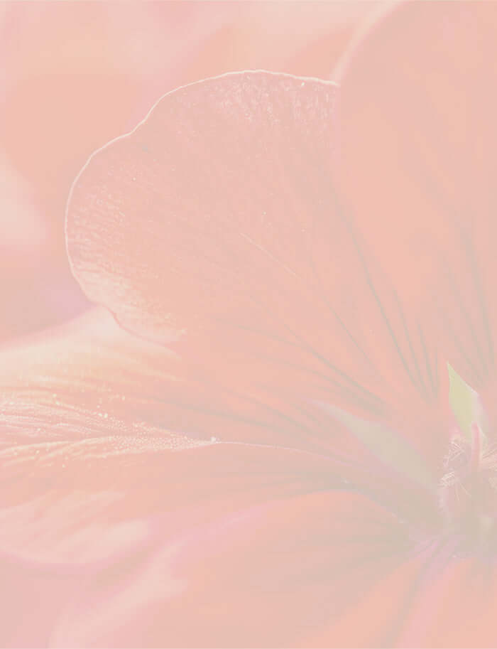 Bright red geranium flower with delicate petals, banner for Geranium Essential Oil Guide.