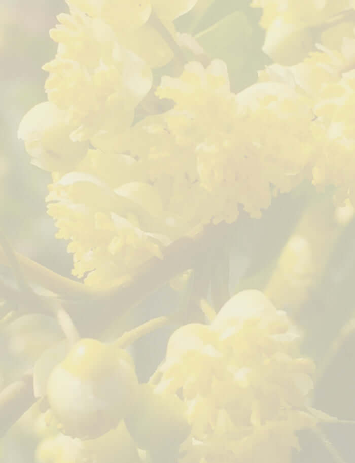 Close-up of vibrant yellow May Chang blossoms and small green fruits, used for essential oil extraction.