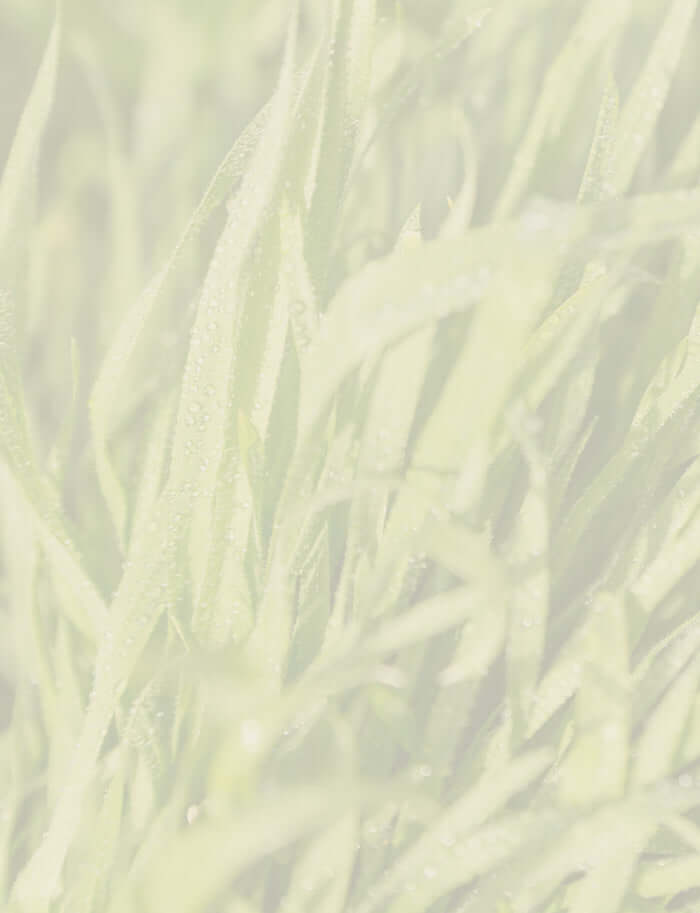 Close-up of fresh palma rosa grass with morning dew, glistening in soft light.