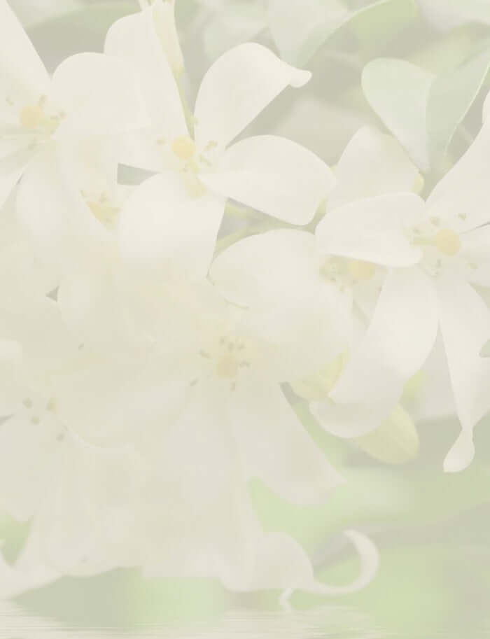 Soft-focus white blossoms of the bitter orange tree, symbolising the floral source of Petitgrain essential oil.