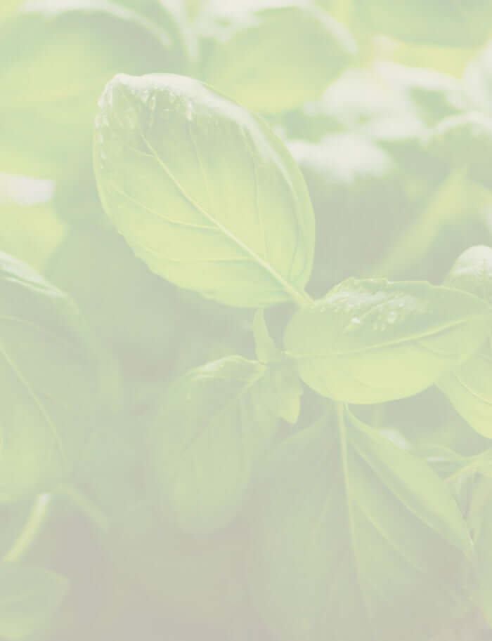 Bright green basil leaves, representing the freshness and purity of Basil Essential Oil.