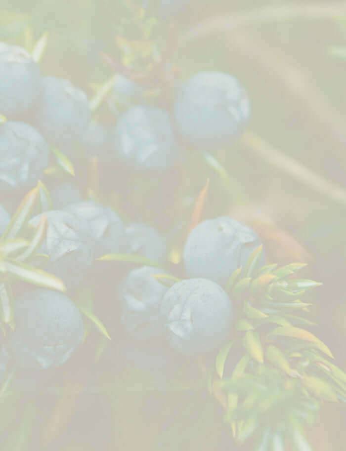 Juniper berries with green needles, a key botanical used in essential oil production, set against a natural background.