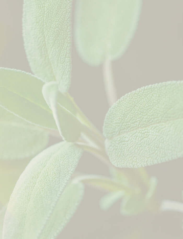 Vibrant green sage leaves, highlighting the botanical origin of sage essential oil.