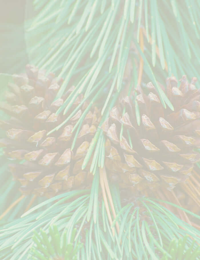 Scots pinecones and green needles, showcasing the botanical origin of Scots pine essential oil.