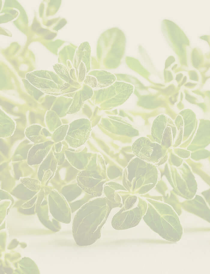 Vibrant thyme sprigs with small green leaves, highlighting the freshness of White Thyme Essential Oil.