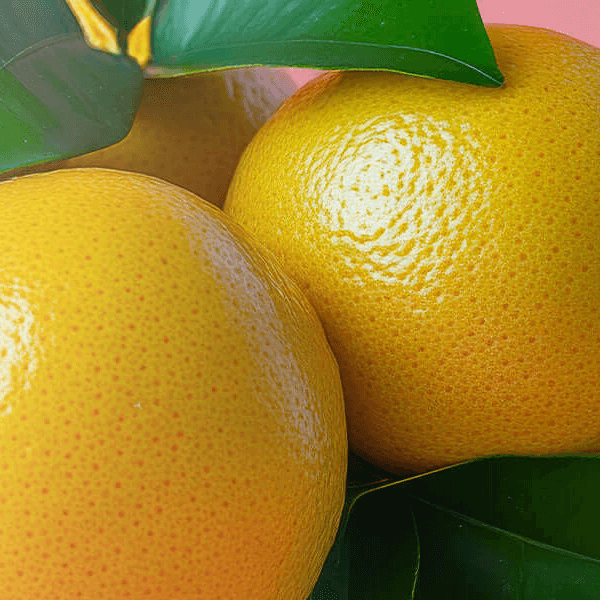 Close-up of ripe yellow grapefruits with glossy green leaves