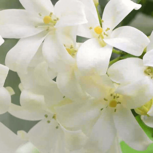 Close-up of delicate white petitgrain flowers with soft green background
