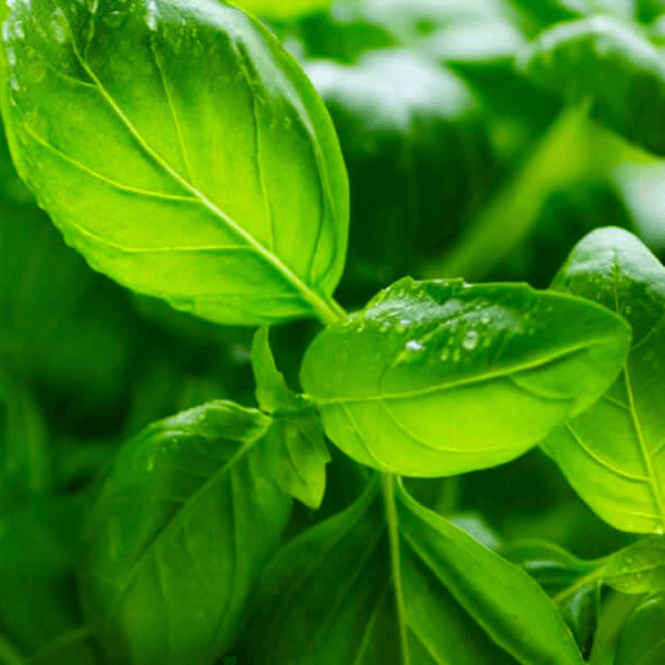 Fresh basil leaves with dewdrops in vibrant green hues
