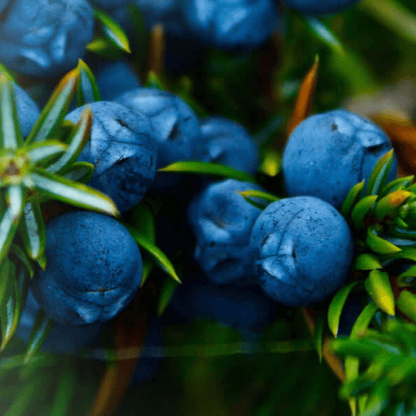 Close-up of ripe juniper berries with sharp green needles