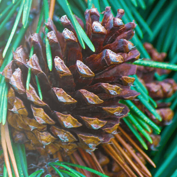 Scots pine cone surrounded by green pine needles in natural setting