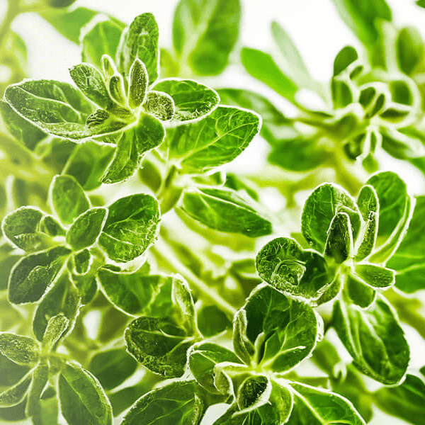 Close-up of fresh white thyme leaves on a light background