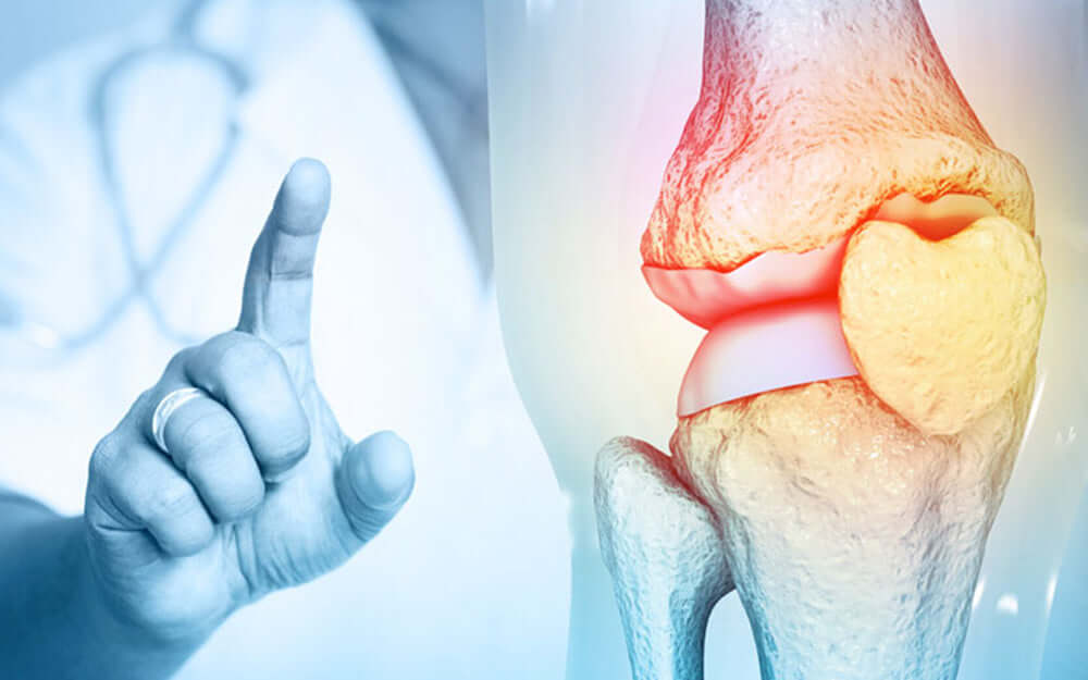 bone structure of human knee joint