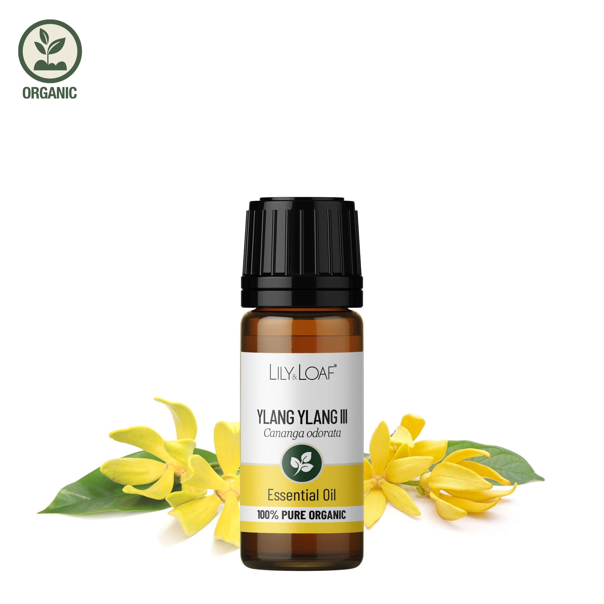 Ylang Ylang III organic essential oil with ylang ylang flowers